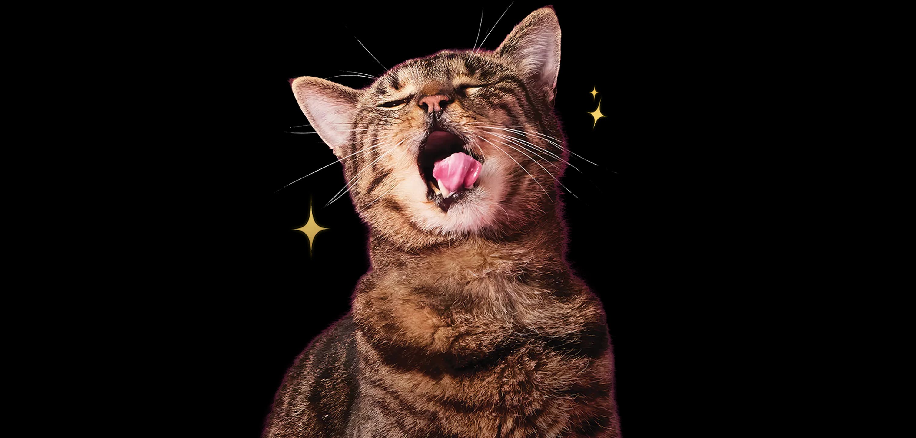 hero-cat